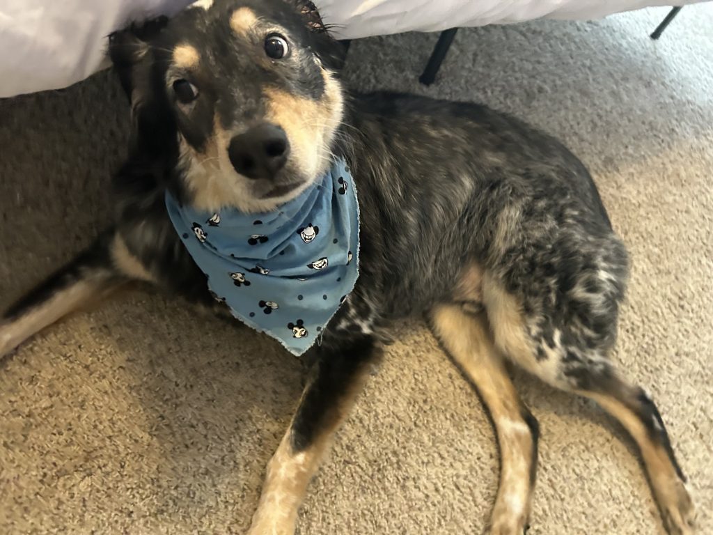 dogs best friend (2)