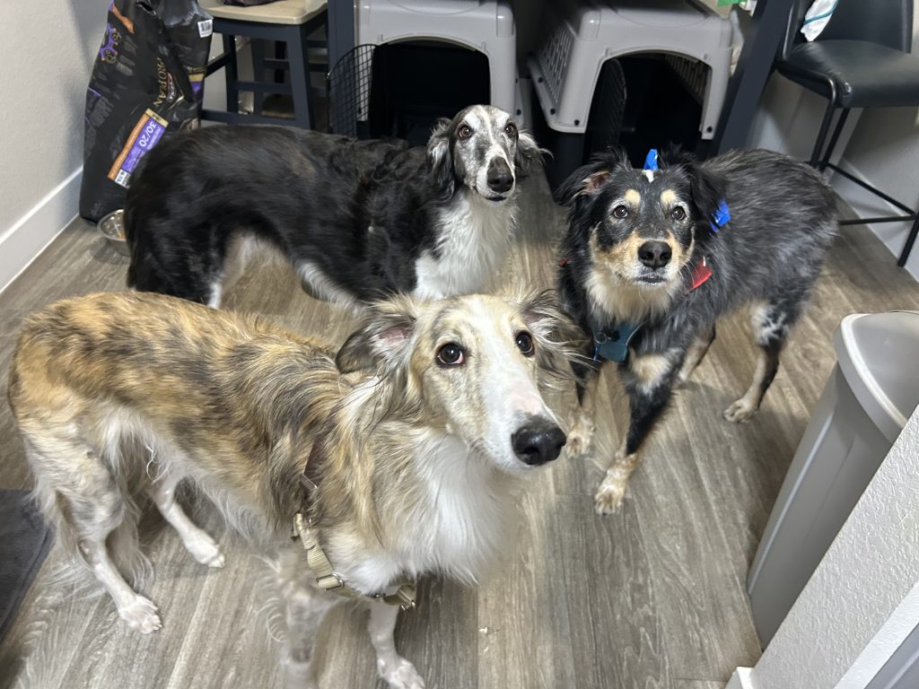 dogs best friend (3)