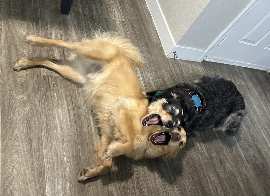 dogs best friend (4)